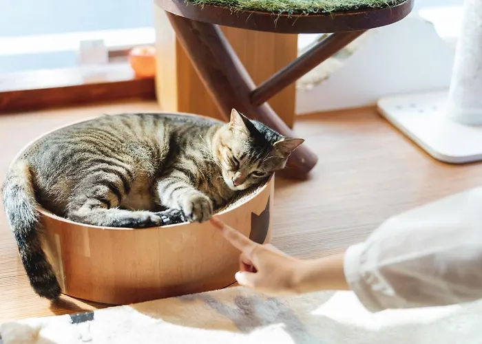 Cat Spa & Cat Ryokan By Neco Republic Osaka
