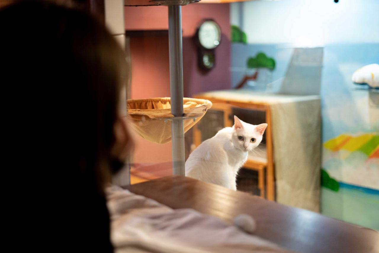 Hostel Cat & Cat By Neco Republic